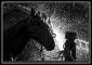 Постер Alice Gipps Horse Agh3/615l/3